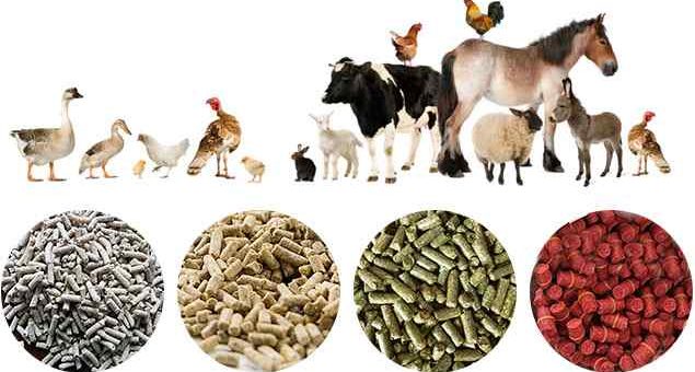 How to Start Animal Feed Business in Nigeria