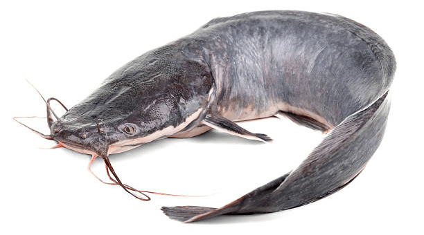 10 Surefire Ways To Make Money From Catfish Farming