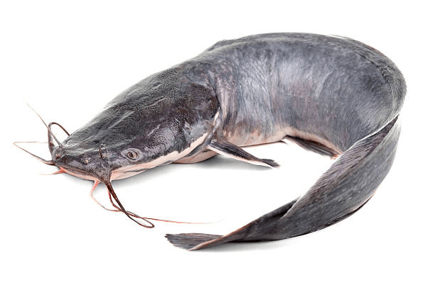 10 Surefire Ways To Make Money From Catfish Farming