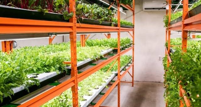 How to Grow Organic Produce Year-Round for Your Biz