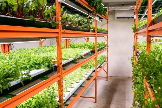 How to Grow Organic Produce Year-Round for Your Biz