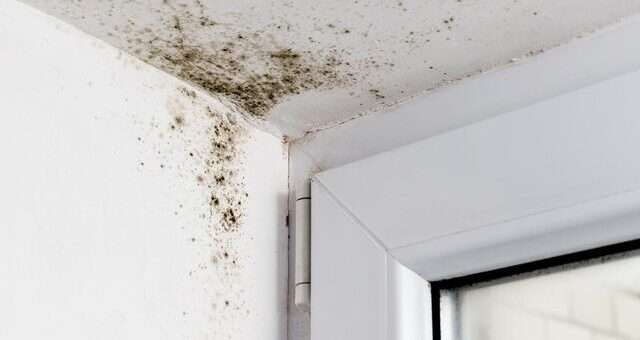 The Warning Signs Of Mold In A Commercial Building