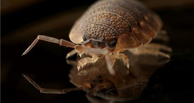 bed bug